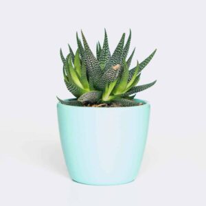 plant6-free-img Rattle Snake Tail